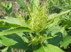 <b>湖北百草堂苍术种植共建绿色胡想致富新篇章</b>