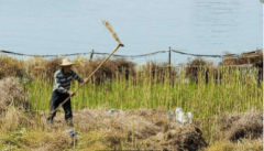 <b>春季南方常见曾大面积种植现在正在农田不见踪</b>