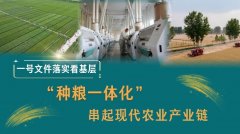 一号文件落实看下层丨“种粮一体化”串起现代