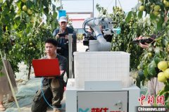 陕西大荔开展首台智能冬枣采摘机械人实地试验